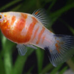 p-2961-platy_tigre.jpg