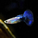 p-3011-guppy_blue_neon.jpg