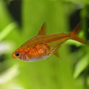 Tetra Ember - Image 3