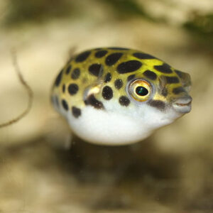 Dwarf Yellow Puffer - Image 3