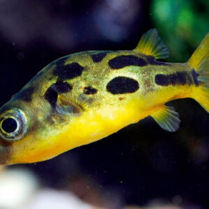 Dwarf Yellow Puffer - Image 4