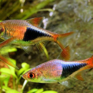 Rasbora Arlequin - Image 3