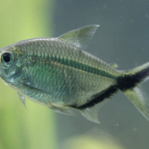 Moenkhausia Costae - Image 3