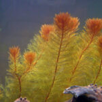 p-3137-myriophyllum_tuberculatum2.jpg