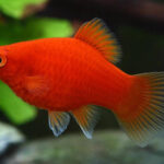 platy_rojo.jpg