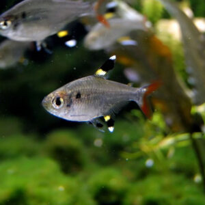 Pristella Maxilaris - Image 3