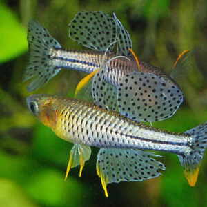 Pseudomugil Gertrudae "Blue Eye" - Image 6