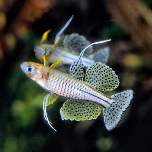 Pseudomugil Gertrudae "Blue Eye" - Image 5