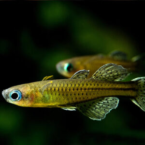 Pseudomugil Gertrudae "Blue Eye" - Image 4