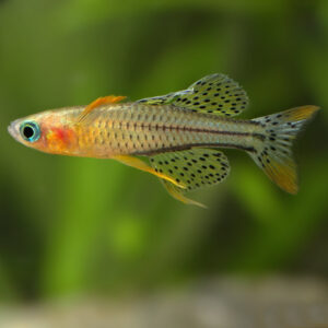 Pseudomugil Gertrudae "Blue Eye" - Image 3