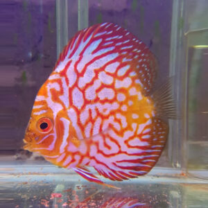 Red Map Discus