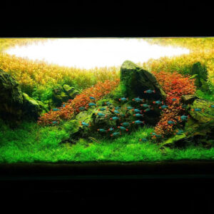 Sawbwa resplendens - Image 3