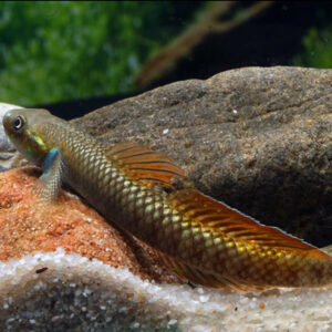 Stiphodon ornatus - Image 3