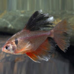 Tetra Sarpae velifero