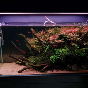 Chihiros WRGB 45cm - Image 5