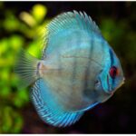 Discus Blue Diamond