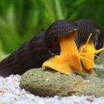 Tylomelania sp. orange