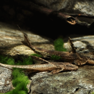 Rinelorycaria Lanceolata