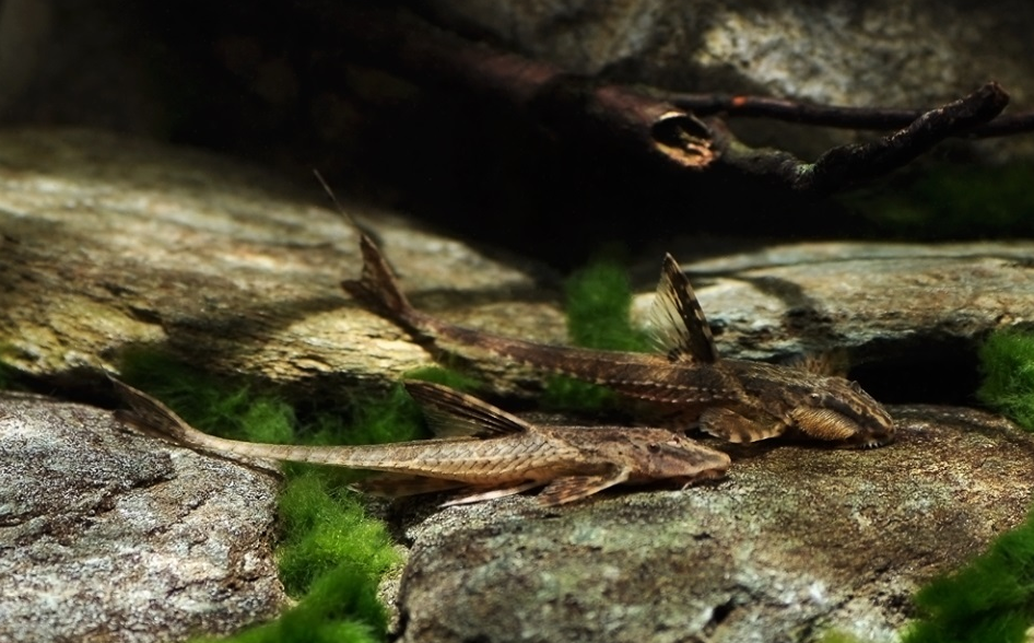 Rinelorycaria Lanceolata