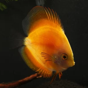 Yellow Melon Discus