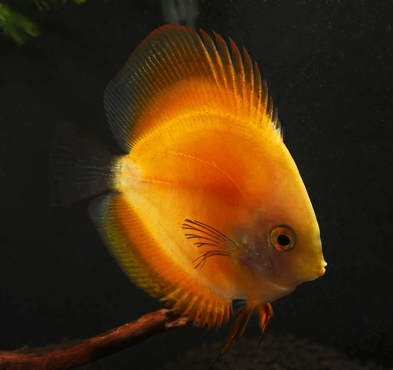 YellowMelonDiscus