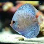 Scorpion Blue Snakeskin Discus