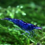 Neocaridina Blue velvet