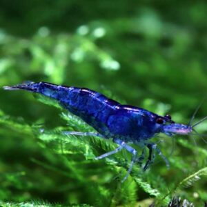 Neocaridina Blue velvet