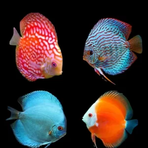 Discus Nacional Surtido