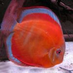 Discus Super Sun Merah