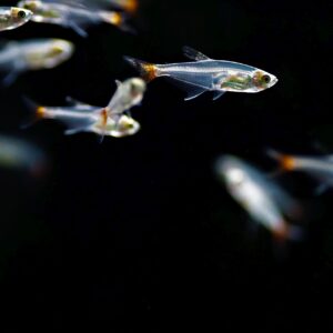 Prionobrama Filigera - Image 2