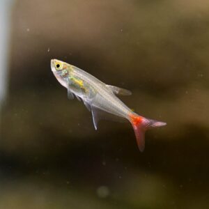 Prionobrama Filigera - Image 1