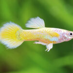 Guppy German Yellow CASAL