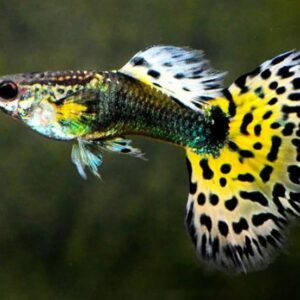Guppy Macho Surtido