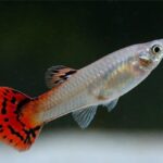Guppy hembra surtido