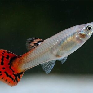Guppy hembra surtido