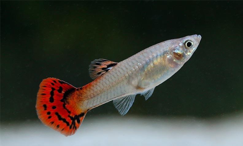 Guppy hembra surtido