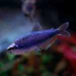Tetra Kerry Super Blue