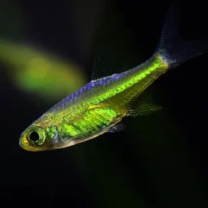 Microdevario Kubotai