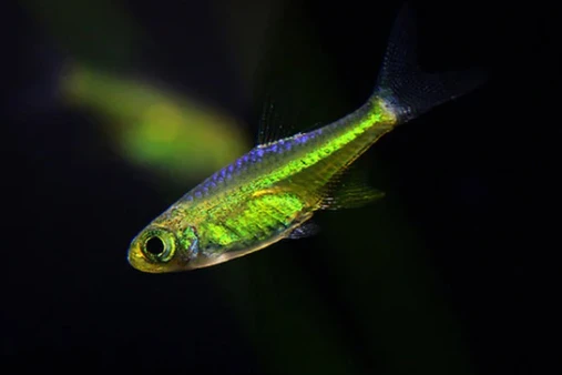 Microdevario Kubotai