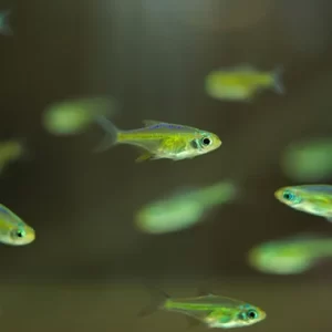 Microdevario Kubotai - Image 3