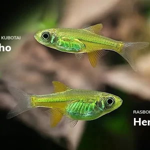 Microdevario Kubotai - Image 4
