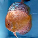 Leopard Snakeskin Discus
