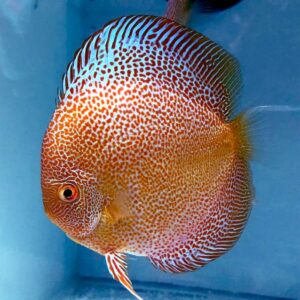 Leopard Snakeskin Discus