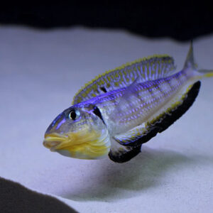 CaribSea Supernaturals Moonlight 2.2Kg - Image 3