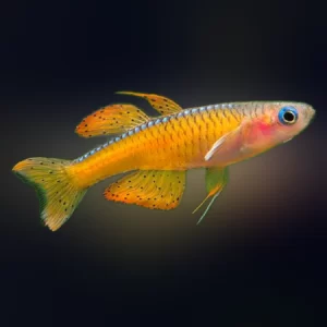 Pseudomugil Paskai Pseudomugil Paskai