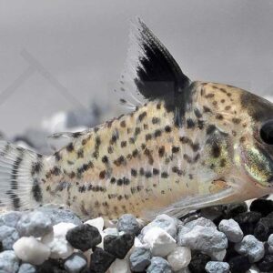 Corydoras Punctatus Nanay