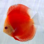 Red Melon Discus