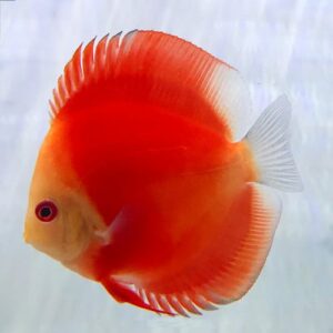Red Melon Discus Red Melon Discus