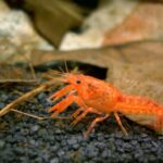 red_mini_mexican_crayfish